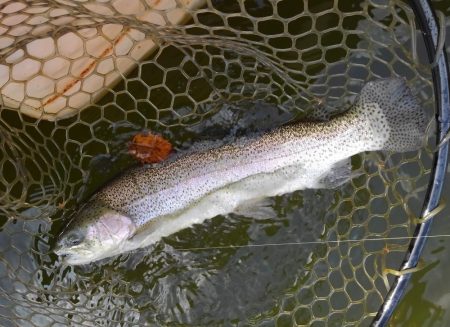 大安トラウトレイク 釣果